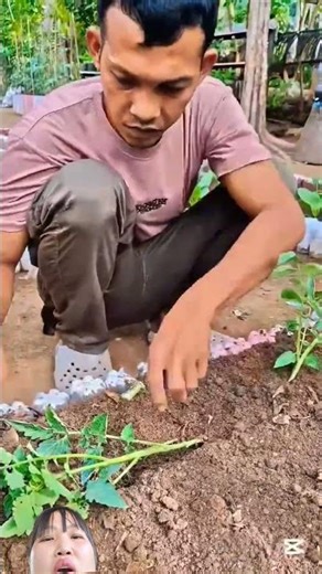 My foreign brother's method of growing tomatoes horizontally, not vertically.