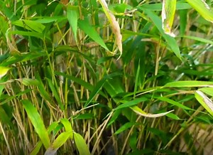 Diviser un bambou Fargesia : Guide pour réussir le replantage