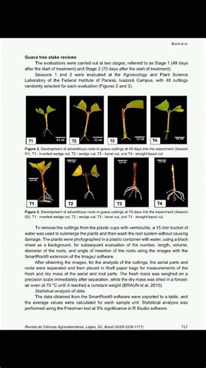 Root architecture of guava seedlings (Psidium guajava L.)obtaine vegetative propagation… #shorts