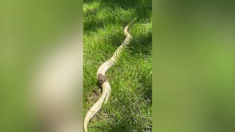 Frog hitches a ride on the back of a python