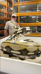 Feisty reticulated python protects her eggs!