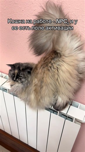 Luteotropic (@luteotropic)’s video of cat