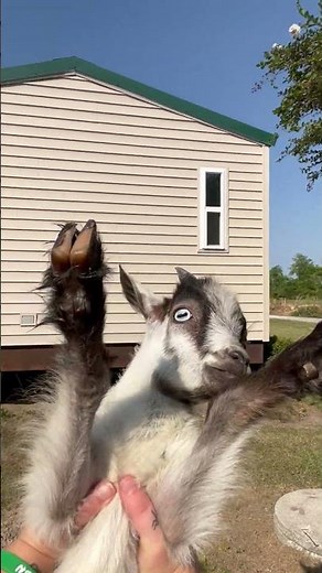 Spinning Goat Screams || ViralHog