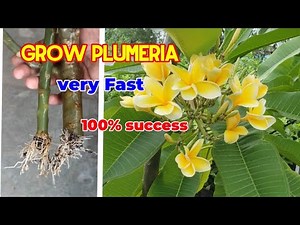 Super easy method to grow plumeria from cuttings, how to propagate plumeria from branches