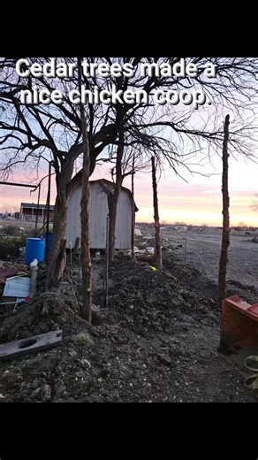 Cedar tree build.chicken run. #chickencoop #cedartrunks #freehold #chickenhome #happychickens #safechickens | Juan J. Ornelas