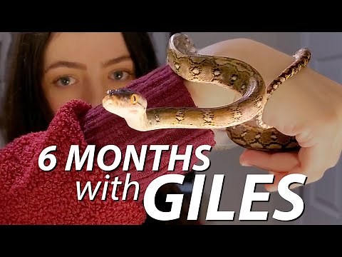 What's It Like to Own a Superdwarf Retic?