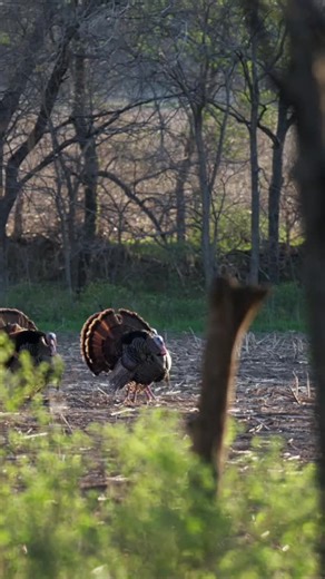 Quiet Moments in Spring Turkey Woods
