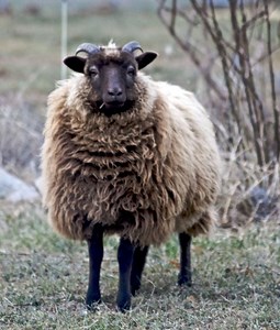 Shetland sheep - Alchetron, The Free Social Encyclopedia