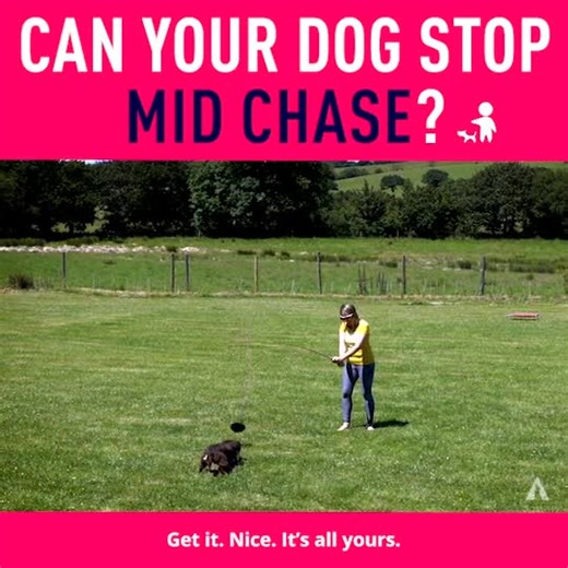 3.4K views · 32 reactions | Got a dog who loves to chase?  Having a...