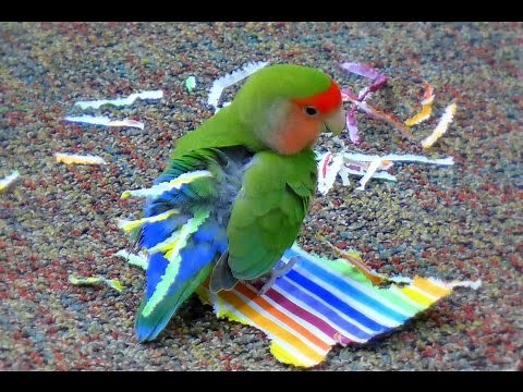 Love bird makes a pretty paper tail!