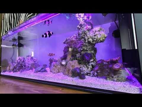 Downsizing my reef: 340L → UNS 90LA AIO