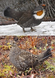 Grouse - Mount Rainier National Park (U.S. National Park Service)