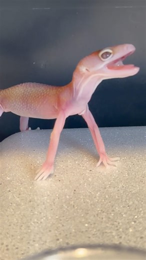 A Screaming Baby Gecko