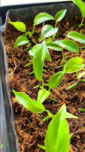 Heart leaf Philodendron | Sweetheart Philodendron | Moss Propagation