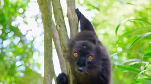 2.3K views · 95 reactions | Catch the strangest, wildest, freakiest and just plain "out of this world" animals on the planet as National Geographic Wild brings you Wild and Weird. | National Geographic Africa | Facebook