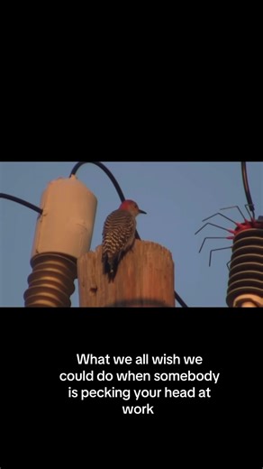 How to Deal with Annoying Coworkers Like Woody Woodpecker