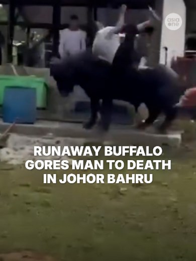 A man was reportedly gored to death after being attacked by a runaway buffalo in Ulu Tiram, Johor, with viral footage showing the animal charging at him before the fatal incident. #Malaysianews #Malaysia #JohorBahru #Animal