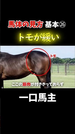 馬体の見方基本26#競馬#一口馬主#馬体診断#shorts#pog#エフフォーリア