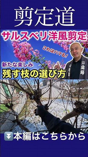 [I want to make it smaller!!] Pruning a smoke tree - You can reset the size and height #GardenTre...