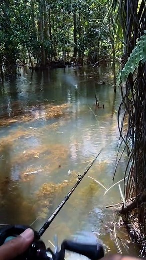 7.8K views · 43 reactions | Aggressive Snakehead  #fishing #angling #fish #nature #outdoors #adventure | Ashish Tiwari | Facebook