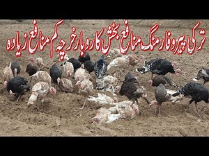 Visit Biggest Free Range Turkey Farm In Faisalabad | How to Start Turkey Birds Farming in Pakistan
