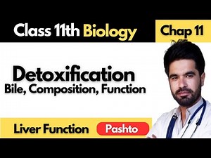 Liver Power! Understanding Bile Secretion, Composition and Function