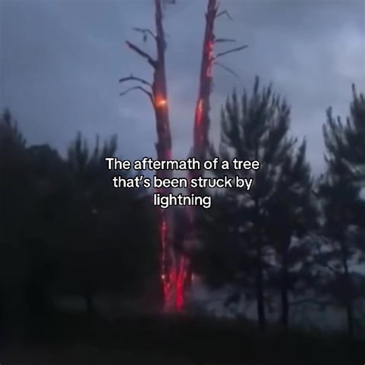 Aftermath of a Lightning-Struck Tree Explained