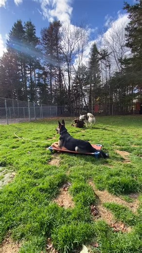 If a dog struggles with being calm, holding a command, relaxing and...