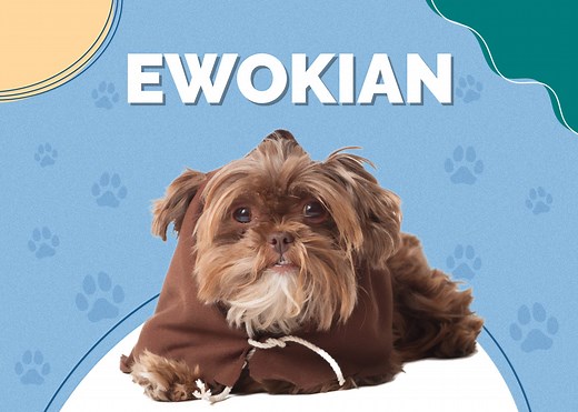 Ewokian (Pomeranian & Havanese Mix): Info, Pictures, Traits | Hepper Pet Resources