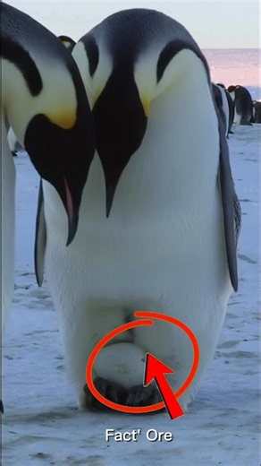 The Secret Life of Penguins in Antarctica