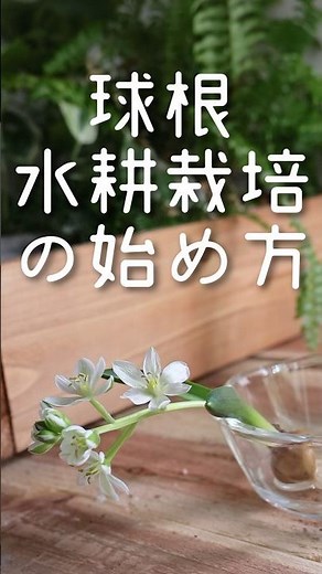 ついにシーズン!お花の球根水耕栽培の始め方と育て方🌱 #花 #flowers #球根 #水耕栽培