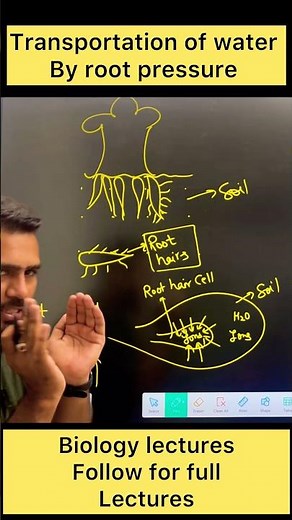 Transportation of water by xylem #shots #biologyclass #sciencefacts #biology