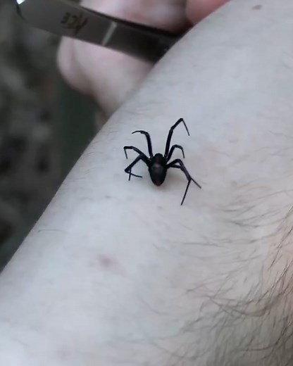 What happens when you let a black widow spider bite you... 🕷😱 | LADbible