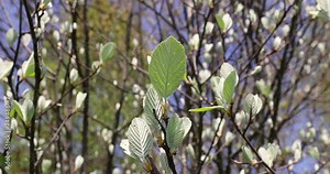 rowan tree with the first foliage in the spring park , the first rowan leaves in sunny weather