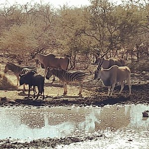 Africa bow Hunting at its best. #sedibankwe #africa #hunt #bowhunting #eland #zebra #bluewildebeest | Sediba Nkwe Hunting Safaris