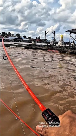 ngkringg !! tarikan baung jumbo kalimantan #mancingbaung #fishing