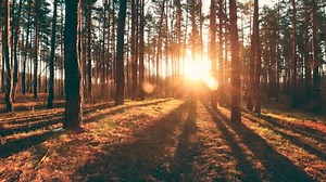 Beautiful Sunrise Sun Sunshine Sunny Spring: Video có sẵn (100% miễn phí bản quyền) 1057756564 | Shutterstock