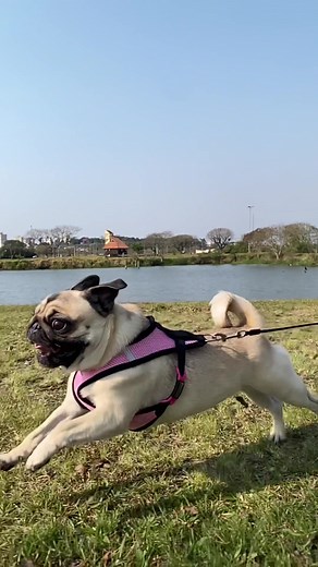 Adorable Pug Jumping and Playing - Funny Dog Compilation
