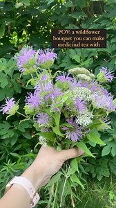 Bee Balm & Yarrow 🌺 Two of my favorite summer medicinals growing together in a field. Their beauty alone is medicinal but these two plants are amazing medicinal herbs. They both shine in their own light, but together they make up the ingredients to an amazing traditional tea passed down through the ages and one of my most used teas at home during the fall and winter. It’s used for fevers, colds and flus, upper respiratory infections and digestion. There are many ways to make this tea and many n