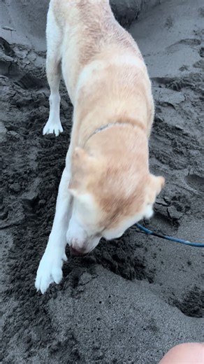 Tiko 😂♥️ #perrostiktokers