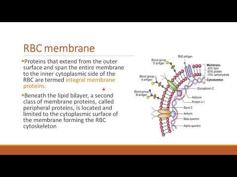 1 1 Lecture 1 Introduction in immunohematology 1 1