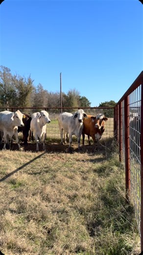 14 Head of 3-5 Year Old Crossbred Cattle • Bred 5-7 Months • $2,450 Each All cattle have been pregnancy-checked with ultrasound and received all necessary vaccinations. We prioritize animal health and welfare at Rutherford Land and Cattle LLC. Located in Fairfield, Texas, with shipping available. • Call or text Bubba at 903-388-4472 • Para Español, llame o envíe un mensaje de texto a Ricardo al 903-288-1118 Additional Info: • Deposits are required to hold cattle (valid for 3 days unless otherwis