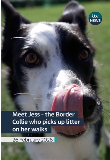 Meet Jess the Border Collie, who's not only lifting moods, but also people's litter. The three-year-old has become so famous in her home town she's taken a starring role on its own social media dogs page, and all the while cleaning up its streets. #itvnews