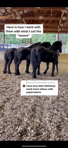 Teaching Friesian Horses Liberty Training | Equestrian Mastery