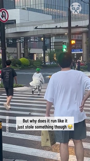 Voice-controlled robot walking down the street | Science, Tech and Universe