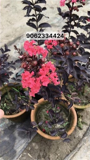 Black Leaf Pride of India, Lagerstroemia Speciosa Flower | Red Jarul Flower