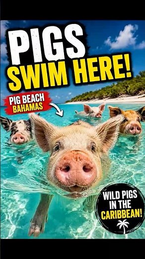 🐷 The Island Where Pigs Swim in the Ocean