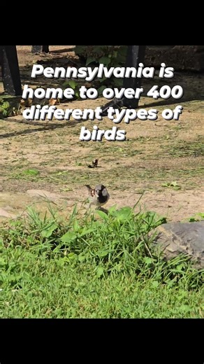 19K views · 297 reactions | Pennsylvania is home to over 400 recorded...