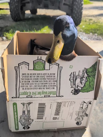 Enjoy my duck in a box #duck