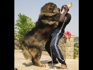 Biggest Caucasian shepherd dogs at Petlove kennels Nigeria